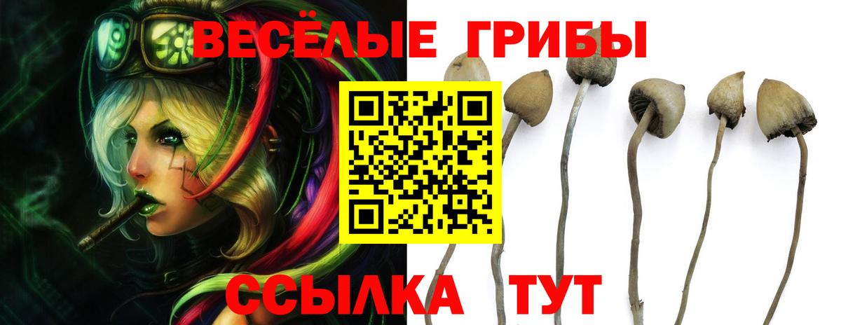 Долгопрудный  Галлюциногенные грибы Psilocybe  Вход с VPN 
